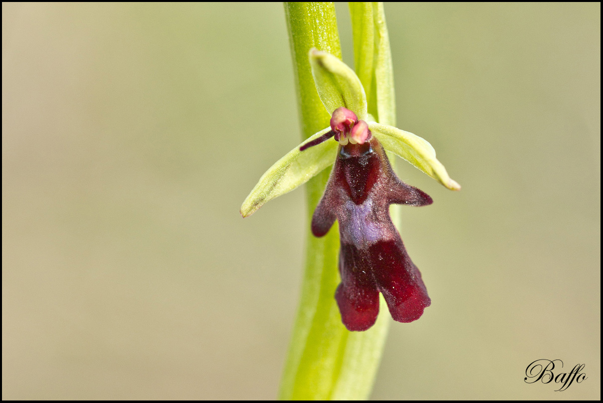 Ophrys insectifera